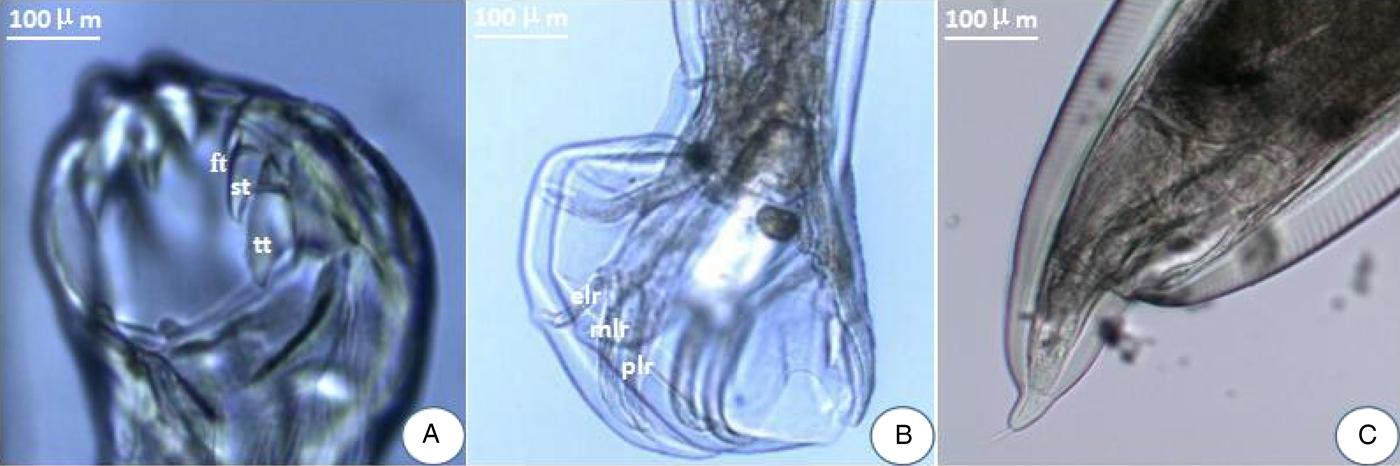 ancylostoma tubaeforme