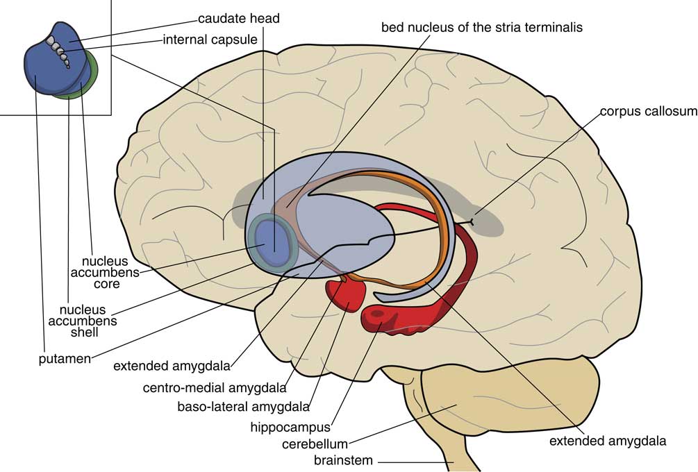 Circuits Regulating Pleasure And Happiness: Evolution And Role In 