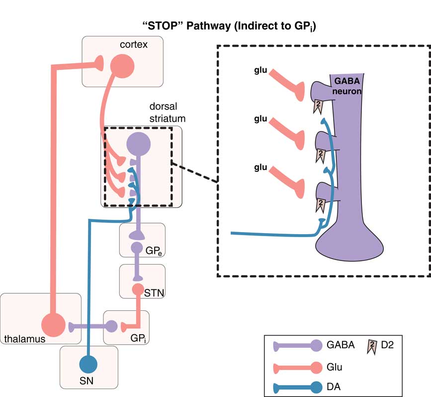 Neuronal traffic signals in tardive dyskinesia: not enough “stop” in ...