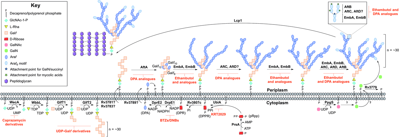 Mycobacterial cell wall biosynthesis: a multifaceted antibiotic 