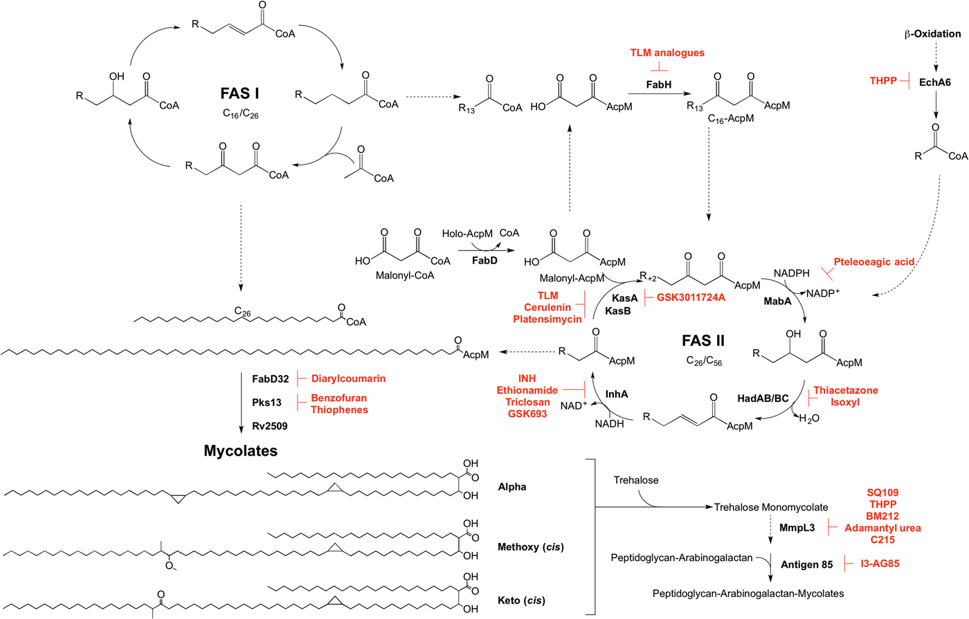 Mycobacterial cell wall biosynthesis: a multifaceted antibiotic 