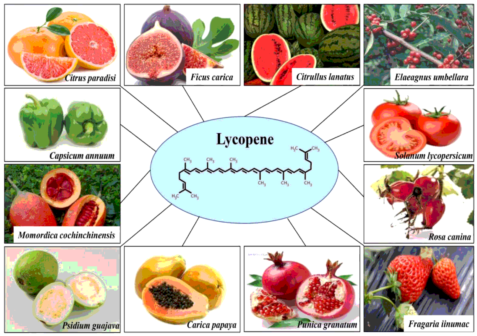 Lycopene a natural antioxidant for prevention of heatinduced
