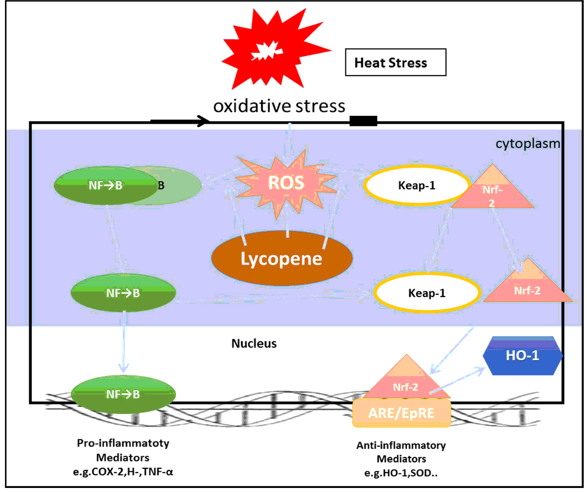Lycopene a natural antioxidant for prevention of heatinduced