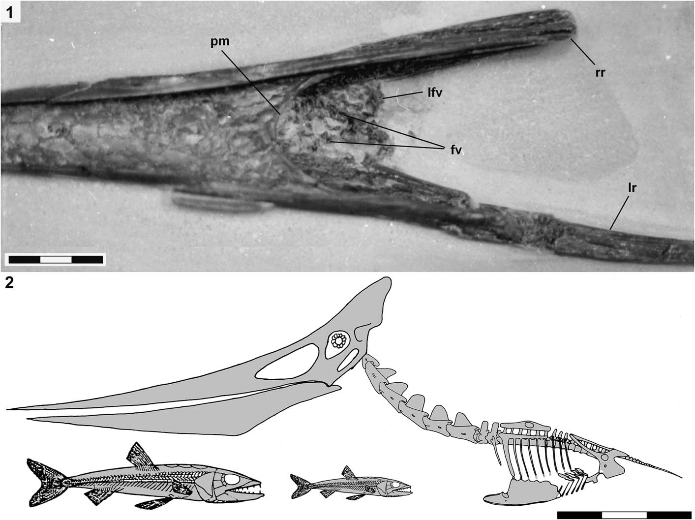 Species New to Science: [Paleontology • 2014] Maaradactylus kellneri • A  New toothed Pterosaur (Pterodactyloidea: Anhangueridae) from the Early  Cretaceous Romualdo Formation, NE Brazil