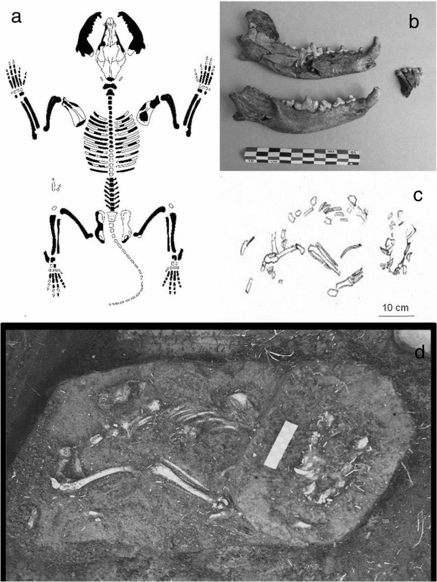 PERROS PREHISTÓRICOS EN EL ESTE DE URUGUAY: CONTEXTOS E IMPLICACIONES  CULTURALES | Latin American Antiquity | Cambridge Core