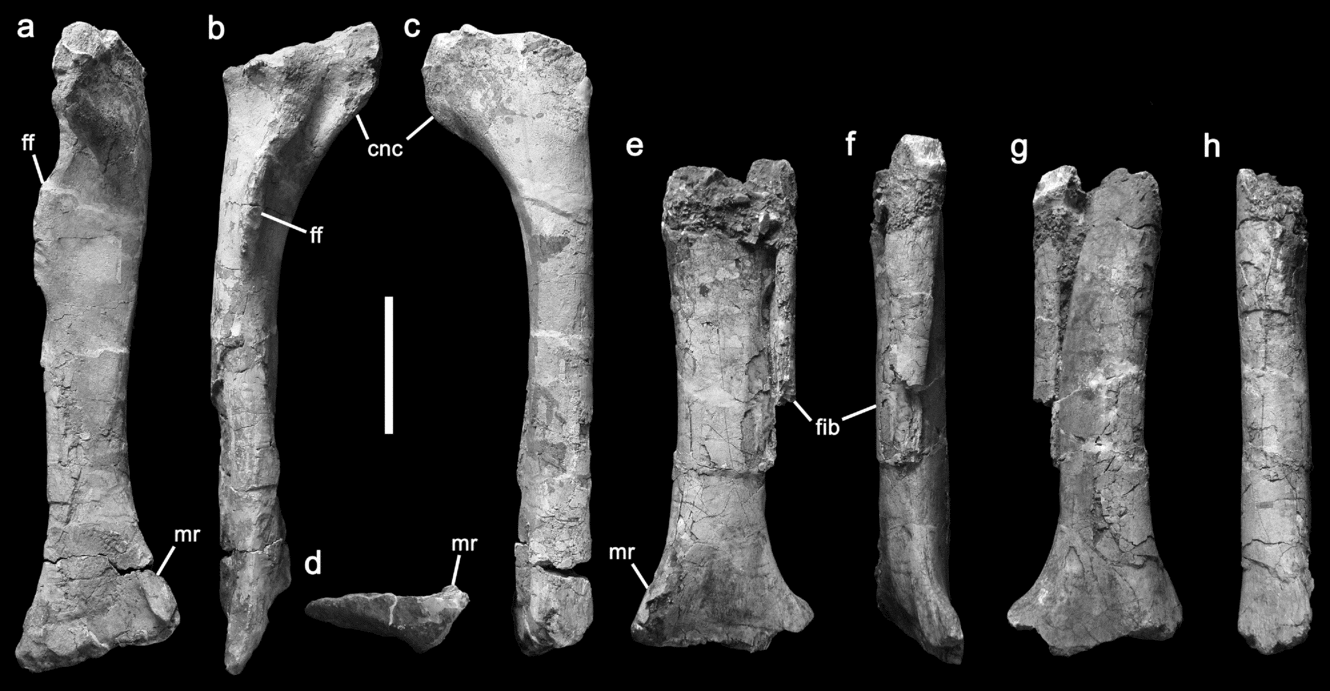 The Anatomy And Systematic Position Of The Theropod Dinosaur Chilantaisaurus Tashuikouensis Hu