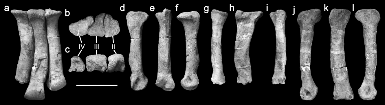 The Anatomy And Systematic Position Of The Theropod Dinosaur Chilantaisaurus Tashuikouensis Hu