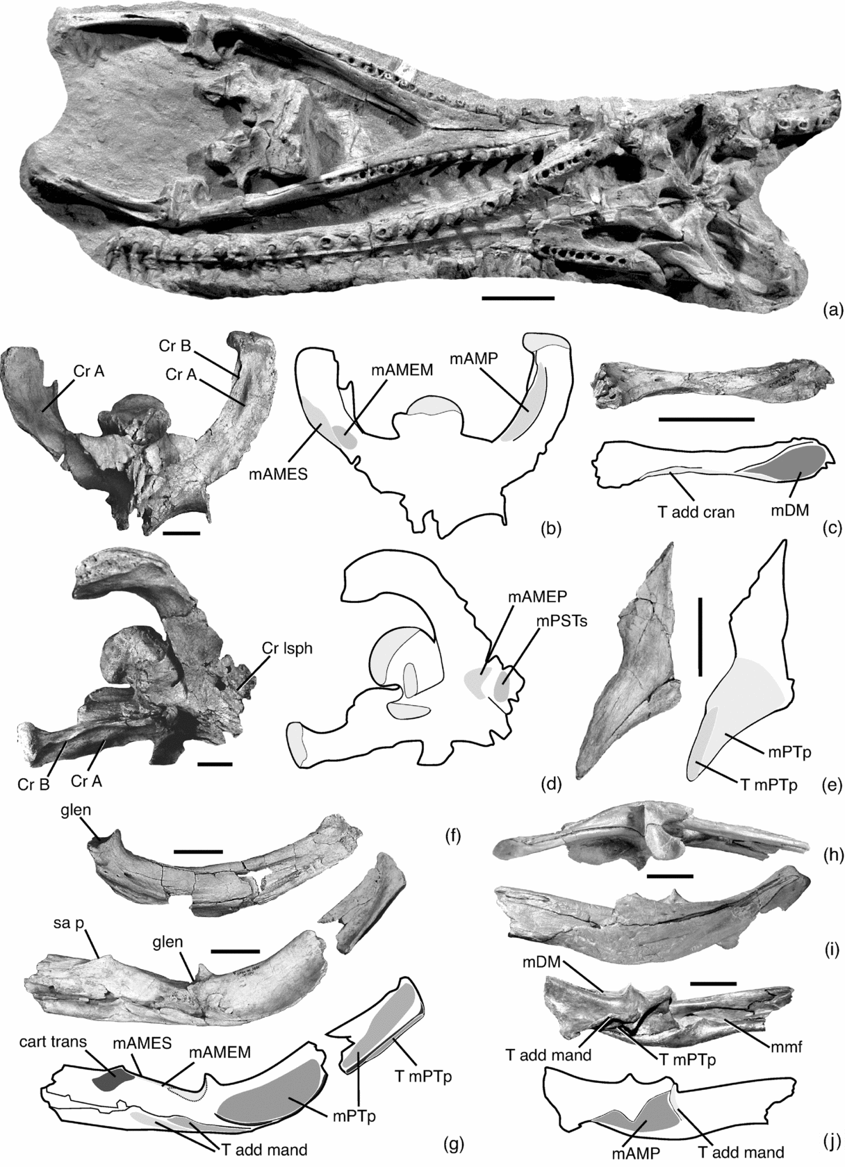 The feeding apparatus of dyrosaurids (Crocodyliformes) | Geological  Magazine | Cambridge Core