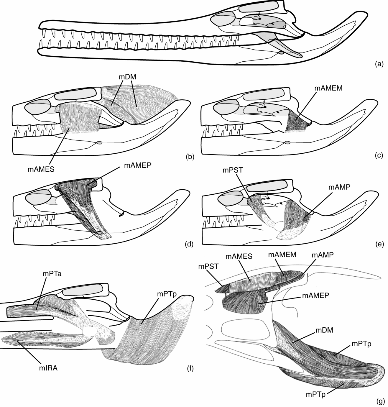 The feeding apparatus of dyrosaurids (Crocodyliformes) | Geological  Magazine | Cambridge Core