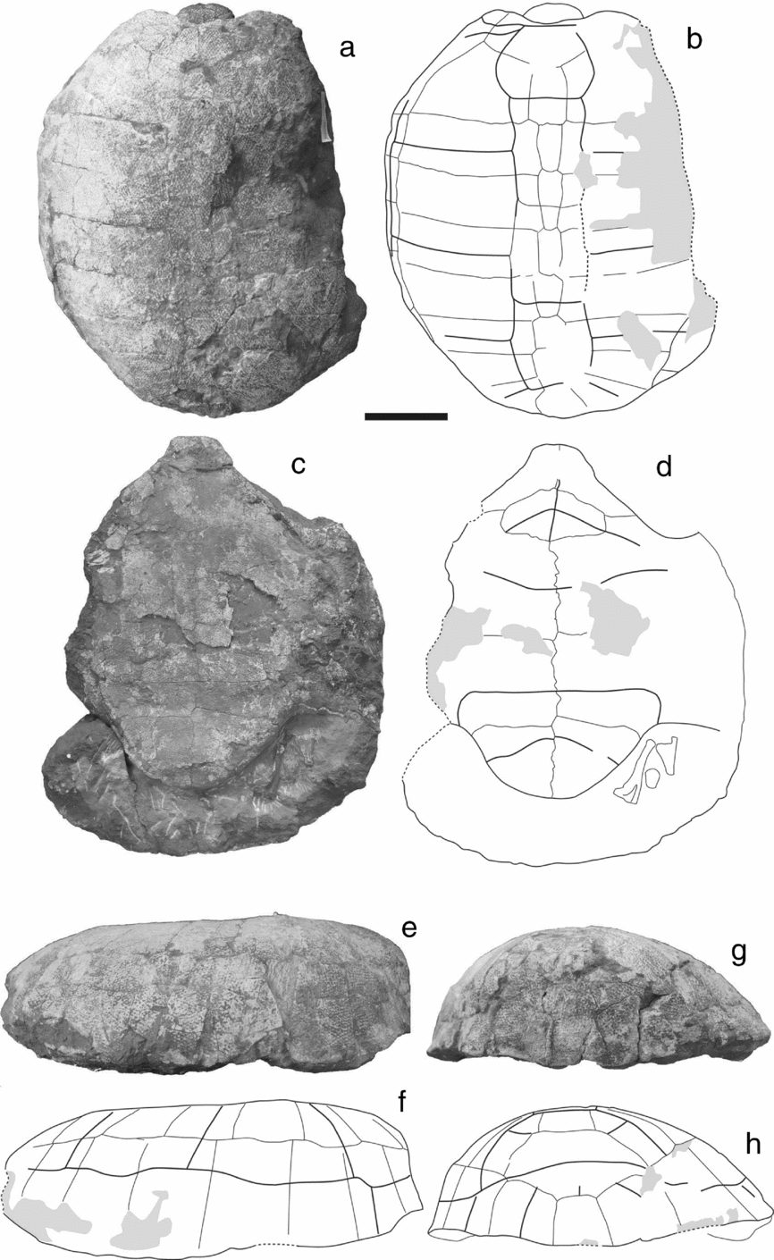 New material of Jiangxichelys ganzhouensis Tong & Mo, 2010 (Testudines ...