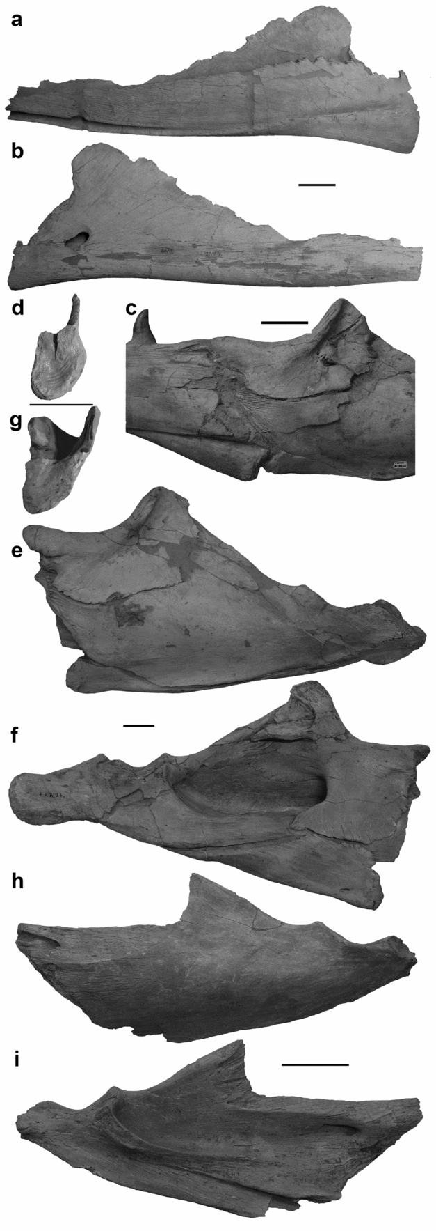 Rediagnosis and redescription of Mosasaurus hoffmannii (Squamata:  Mosasauridae) and an assessment of species assigned to the genus Mosasaurus, Geological Magazine