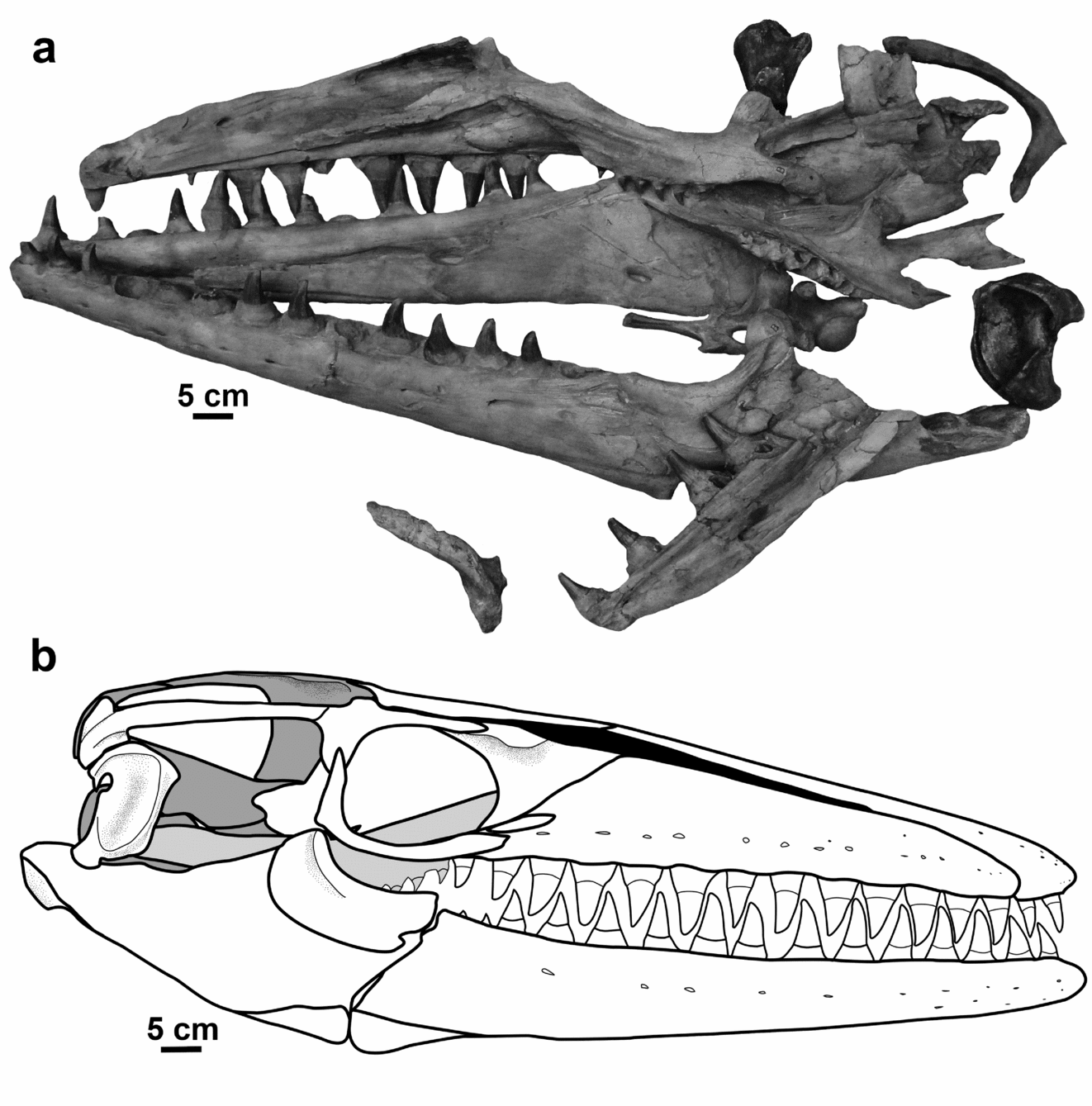 mosasaurus skeleton size