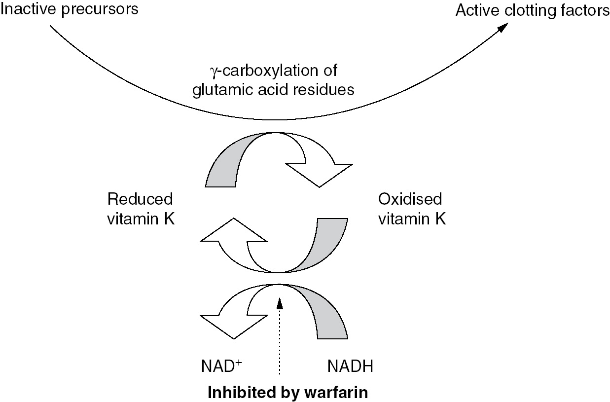 warfarin mechanism of action
