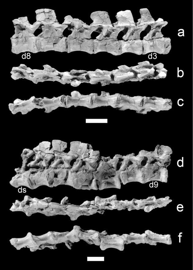 A primitive sauropodomorph from the upper Elliot Formation of Lesotho ...