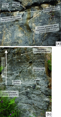 Lithostratigraphy And Biostratigraphy Of The Lower - 