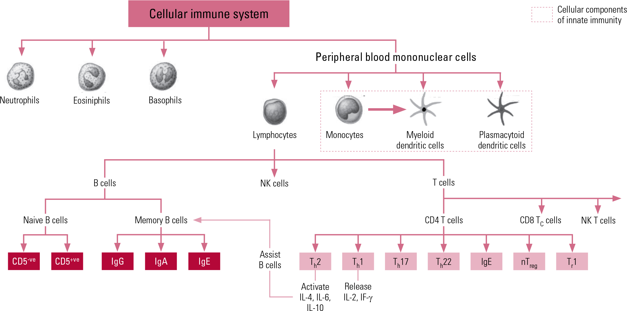 The Immune System And Schizophrenia: An Update For Clinicians ...