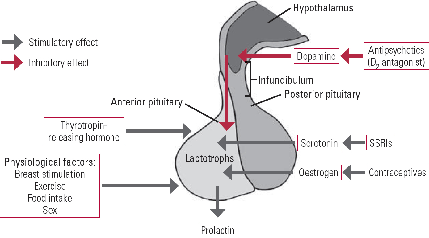 Management Of Antipsychotic-induced Hyperprolactinaemia | BJPsych ...