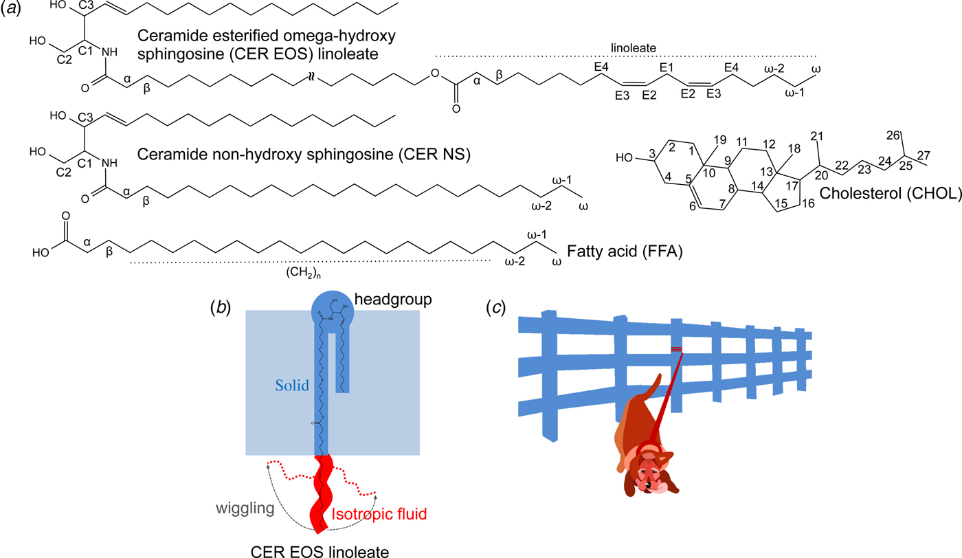 Revolution ceramides