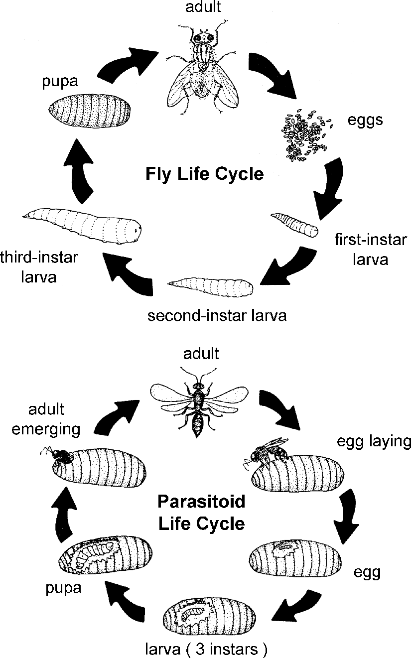 increase in gall fly biocontrol agents