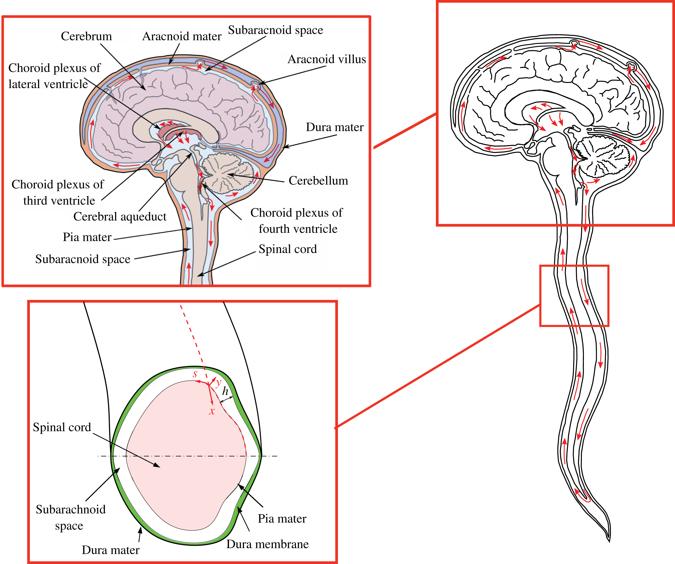 On the bulk motion of the cerebrospinal fluid in the spinal canal ...