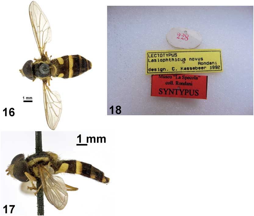 PDF) The fauna of hoverflies (Diptera: Syrphidae) of Vojvodina