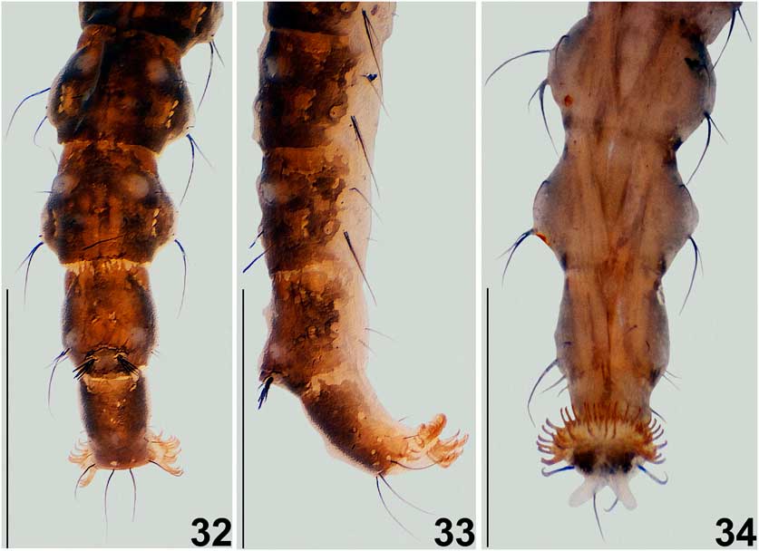 A new genus and species, and first record of the family Thaumaleidae ...