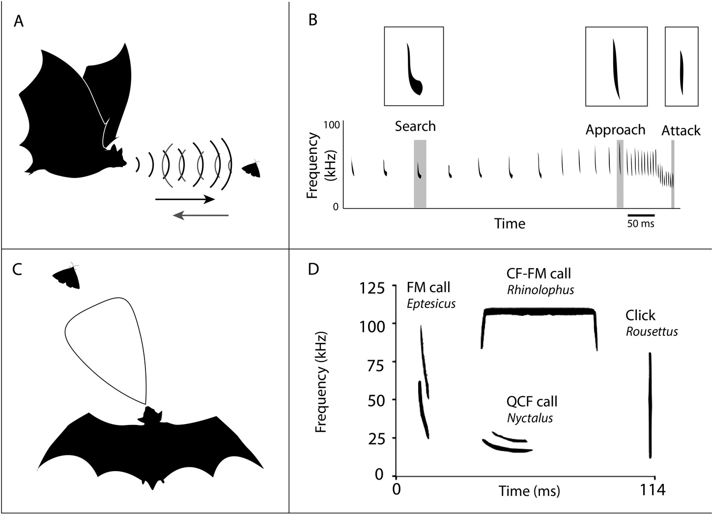 Bats Using Sound To Reveal Cognition Chapter 2 Field And