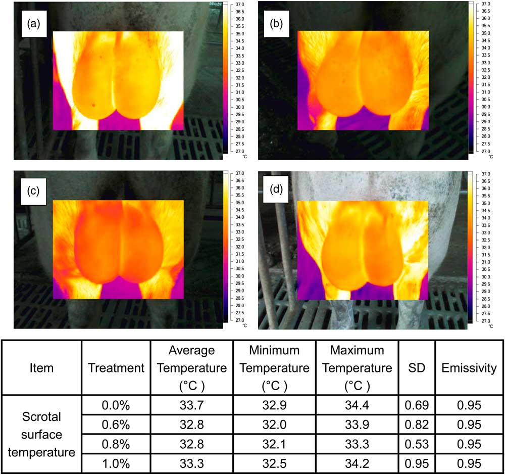 Dietary l arginine supplementation improves semen quality and