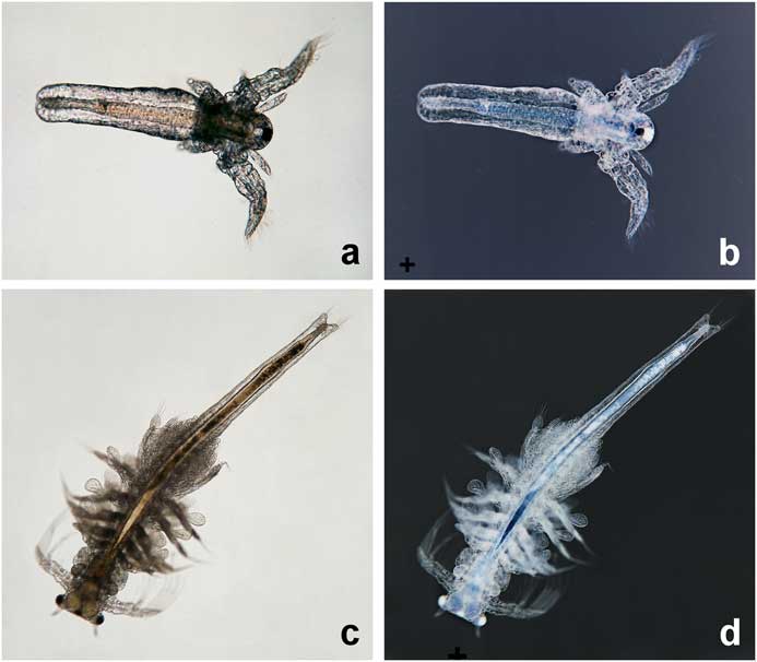 Artemia A Model Specimen For Educational Microscopy Projects In Biological And Ecological