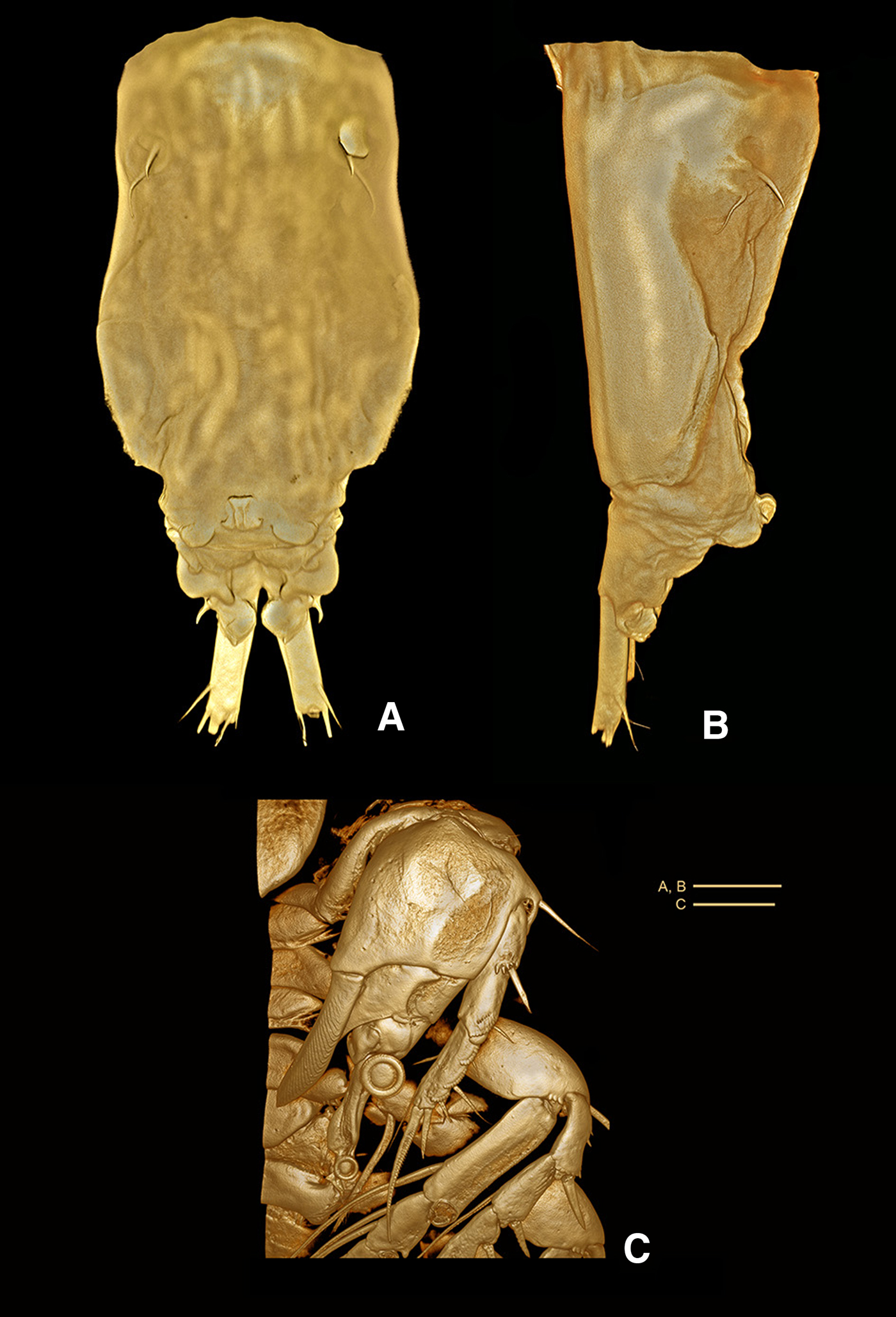 Two new species of Clausidium copepods (Crustacea, Poecilostomatoida) associated with ghost shrimps from Iran Journal of the Marine Biological Association of the United Kingdom Cambridge Core
