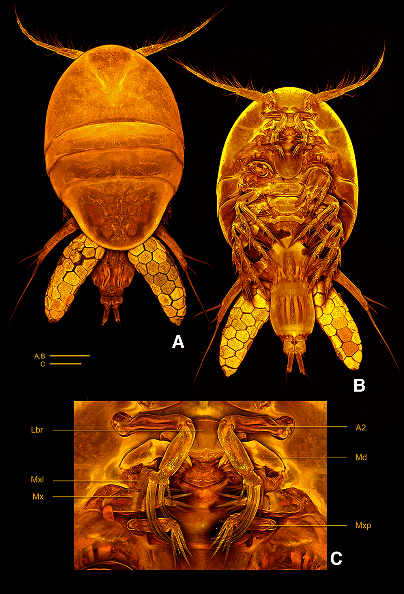 internet says ghostshrimp live for half as long as the colored