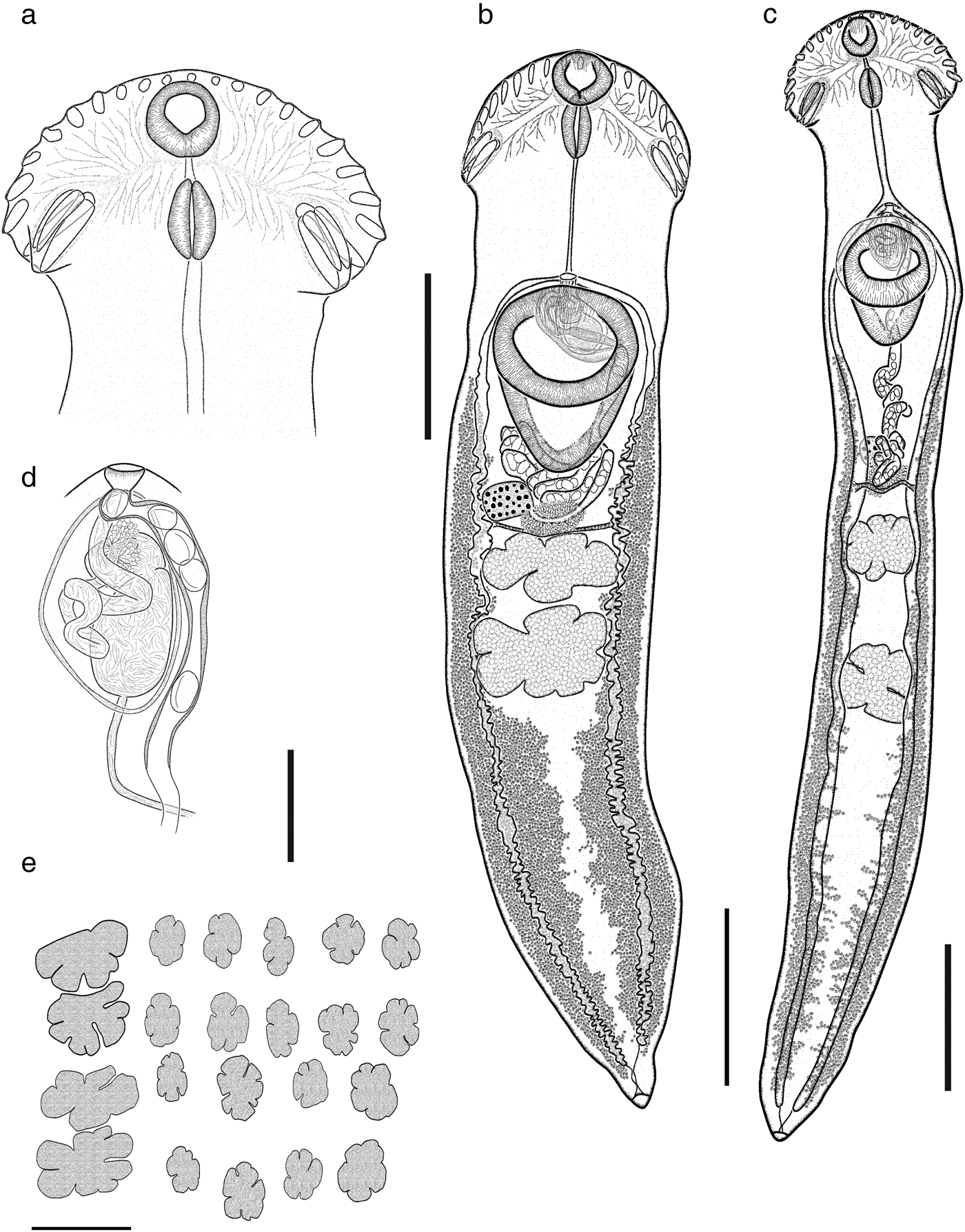 Multilocus phylogenetic analysis and morphological data reveal a new ...