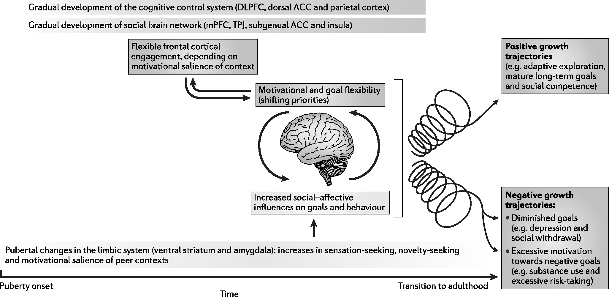 What Is Adolescence? (Chapter One) - The Neuroscience of Adolescence