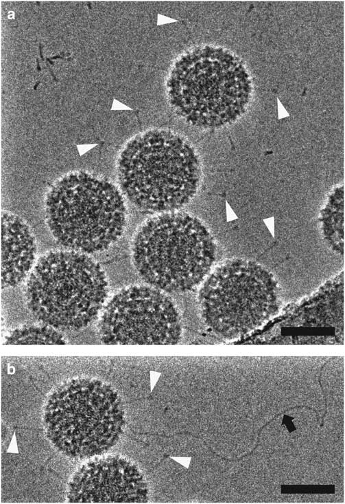 Biological Applications At The Cutting Edge Of Cryo-Electron Microscopy ...