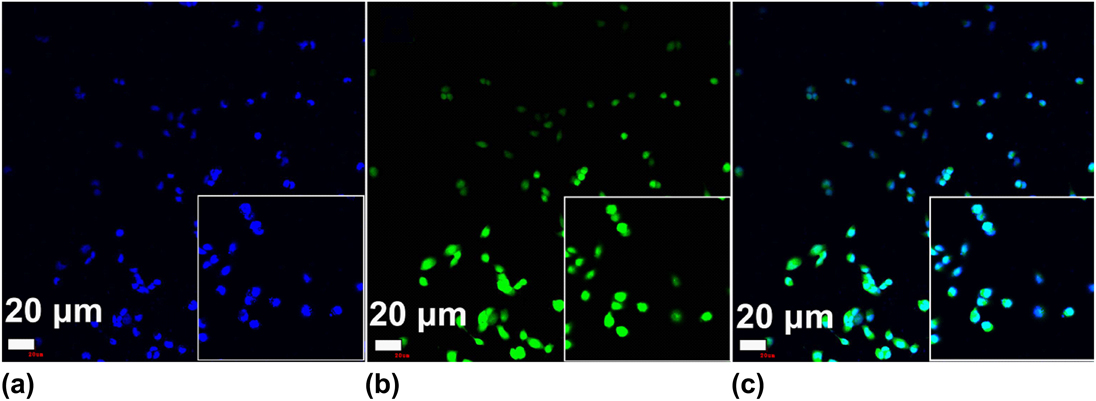 A targeted drug delivery system based on carbon nanotubes loaded with ...