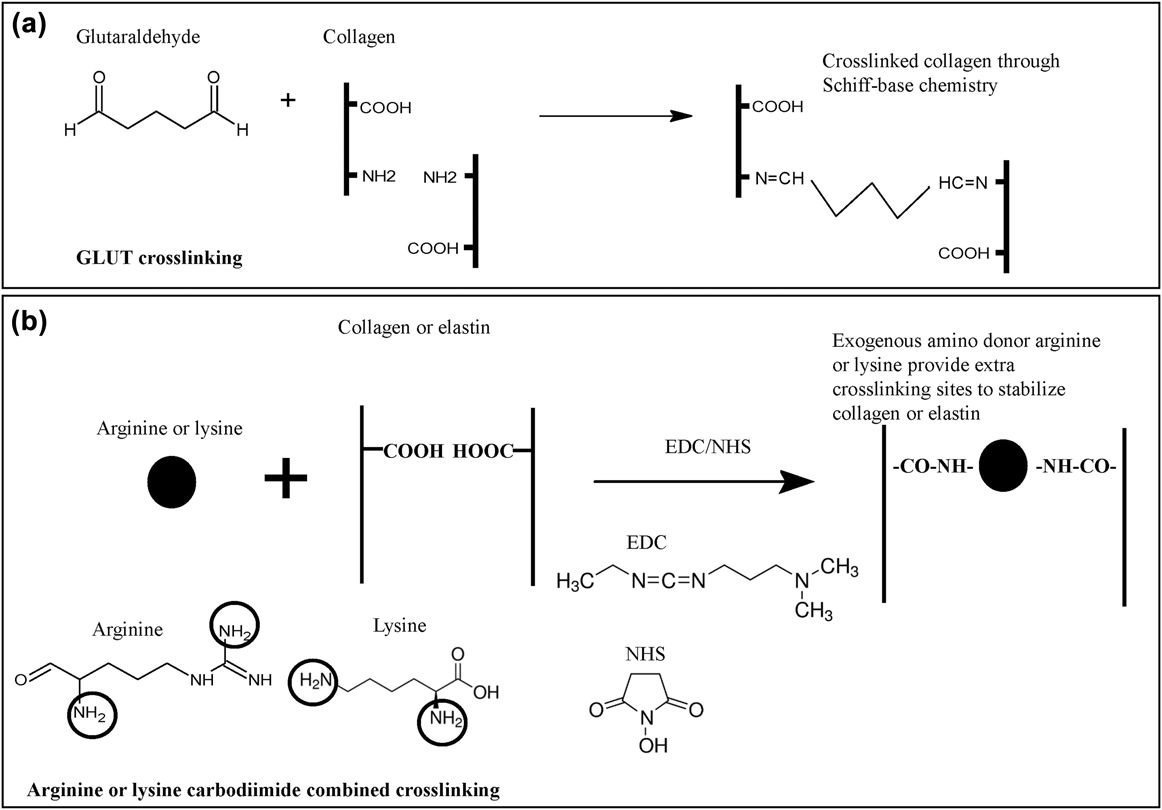 glutathione redox cycle Fluorescence/Colorimetric Dual-Mode Probe Based on Nitrogen, Sulfur, and  Boron Codoped MXene Quantum Dots for Detection of Glutathione and Imaging  in Mitochondria