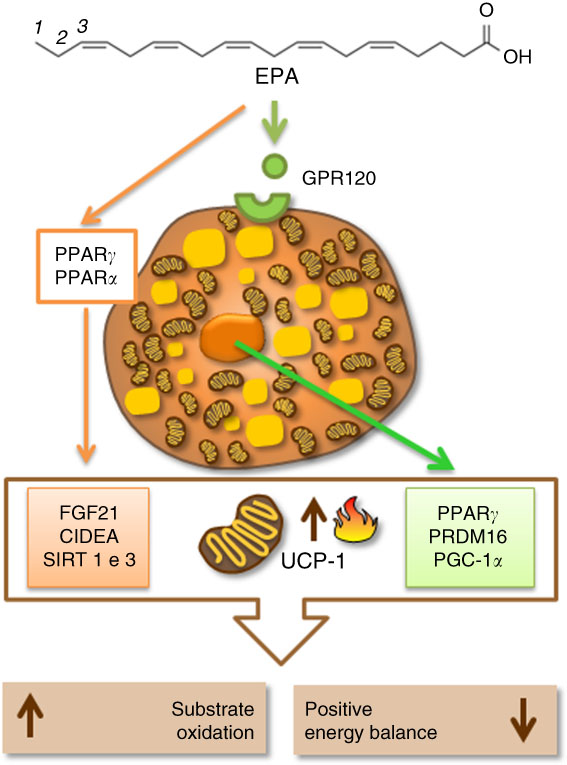 Programming Mediated By Fatty Acids Affects Uncoupling Protein 1 (UCP-1 ...