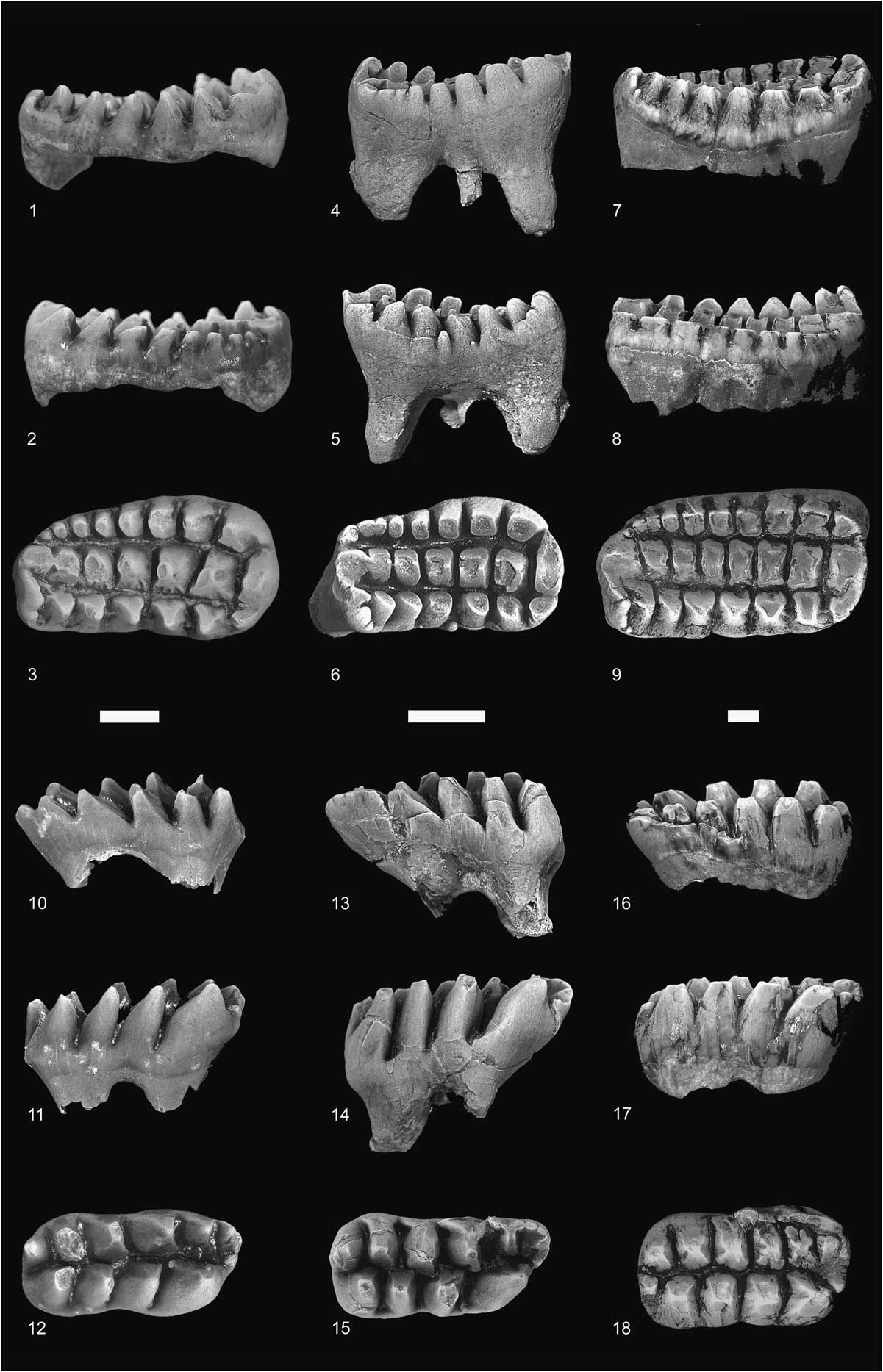 A new, diminutive species of Catopsalis (Mammalia, Multituberculata ...