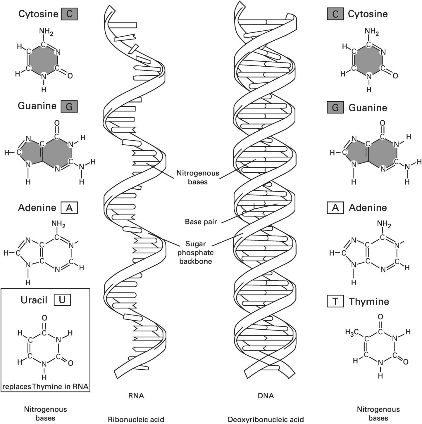 Pre Darwinism Darwinism And Neo Darwinism Chapter 3 Human Evolution Beyond Biology And Culture