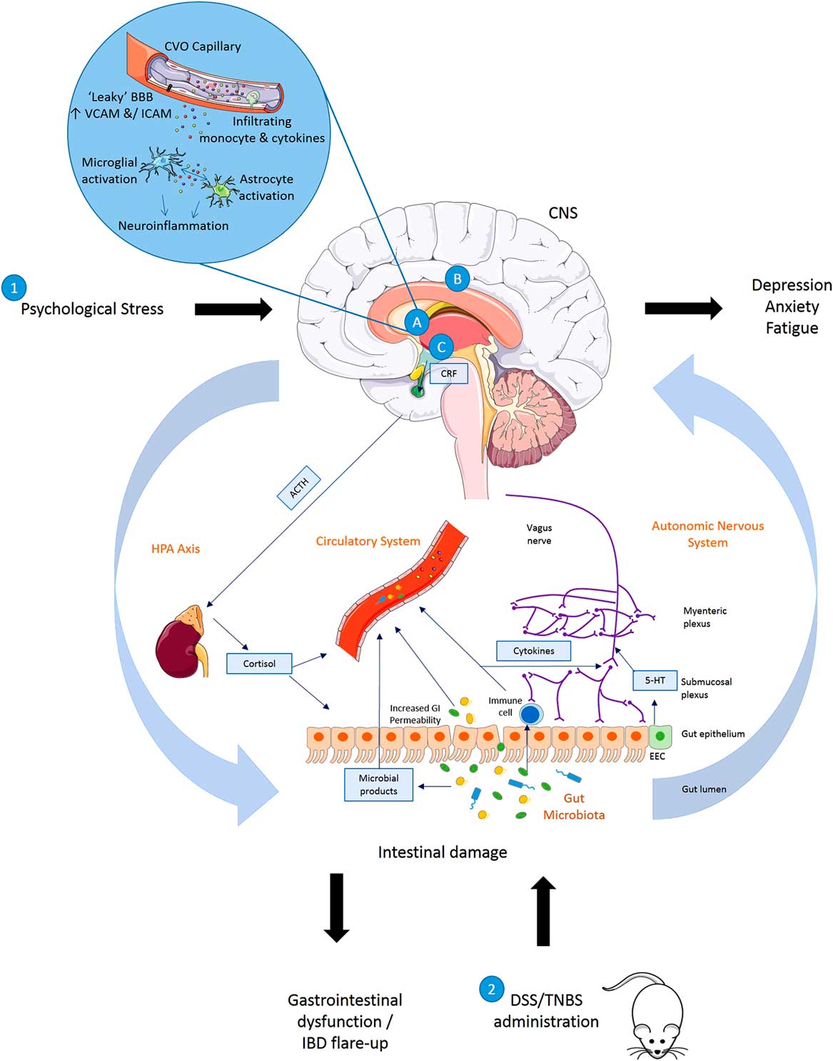 Gut–brain Actions Underlying Comorbid Anxiety And Depression Associated ...