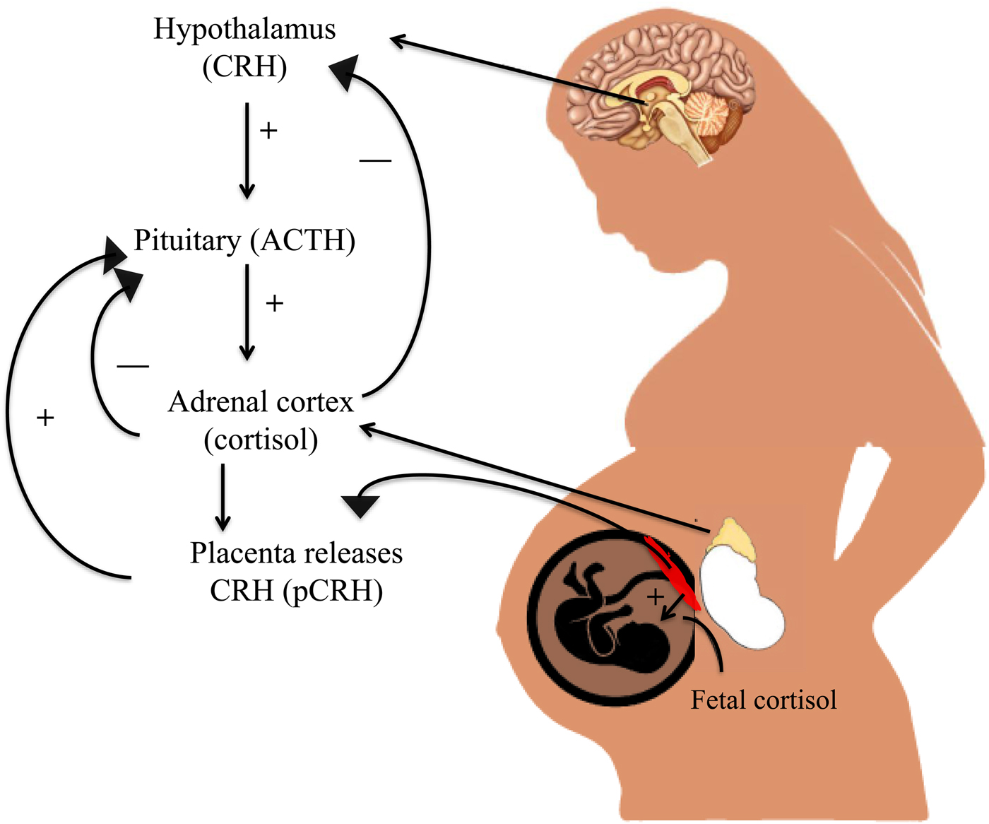 prenatalmethod – Exploring the connection of Mind, Body, and Birth