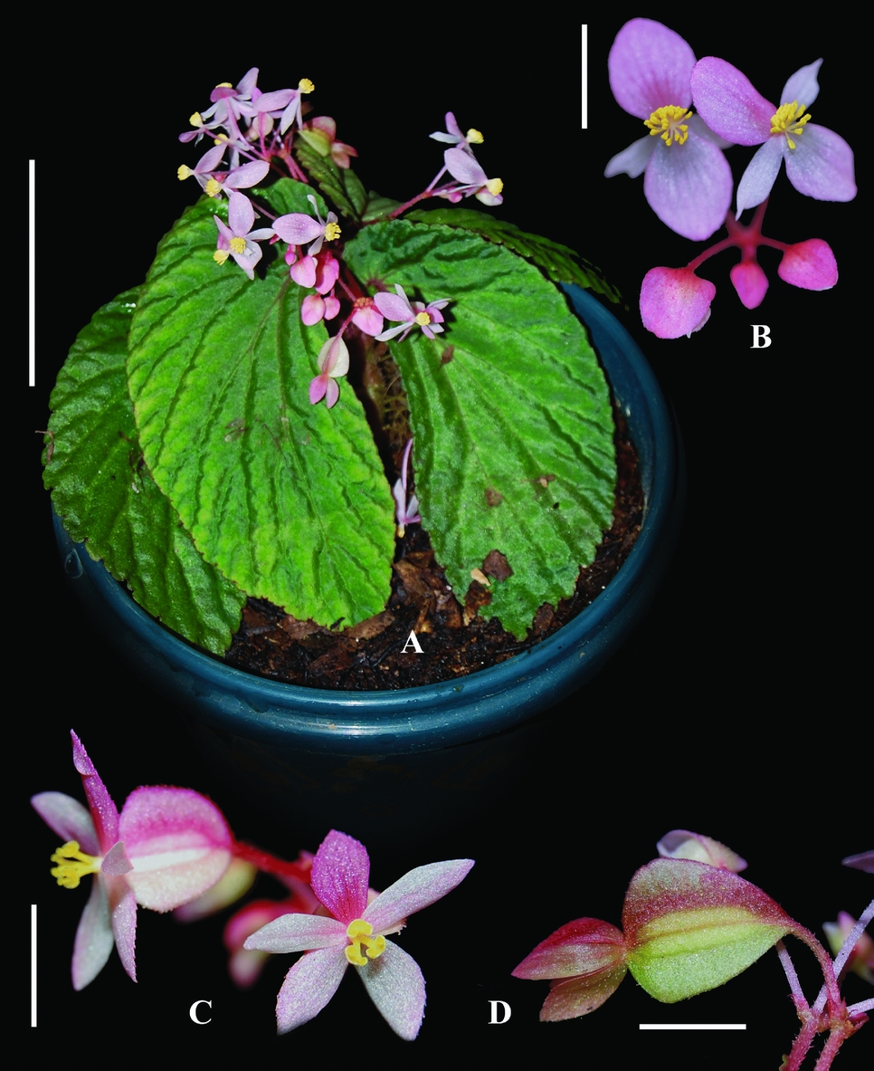 TWO NEW SPECIES OF BEGONIA FROM SUMATRA | Edinburgh Journal of Botany |  Cambridge Core