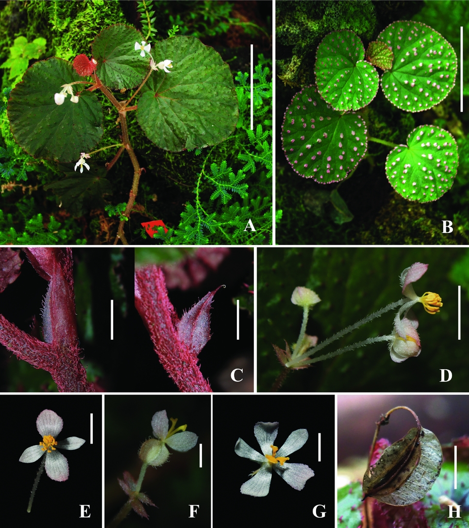 TWO NEW SPECIES OF BEGONIA FROM SUMATRA | Edinburgh Journal of Botany |  Cambridge Core