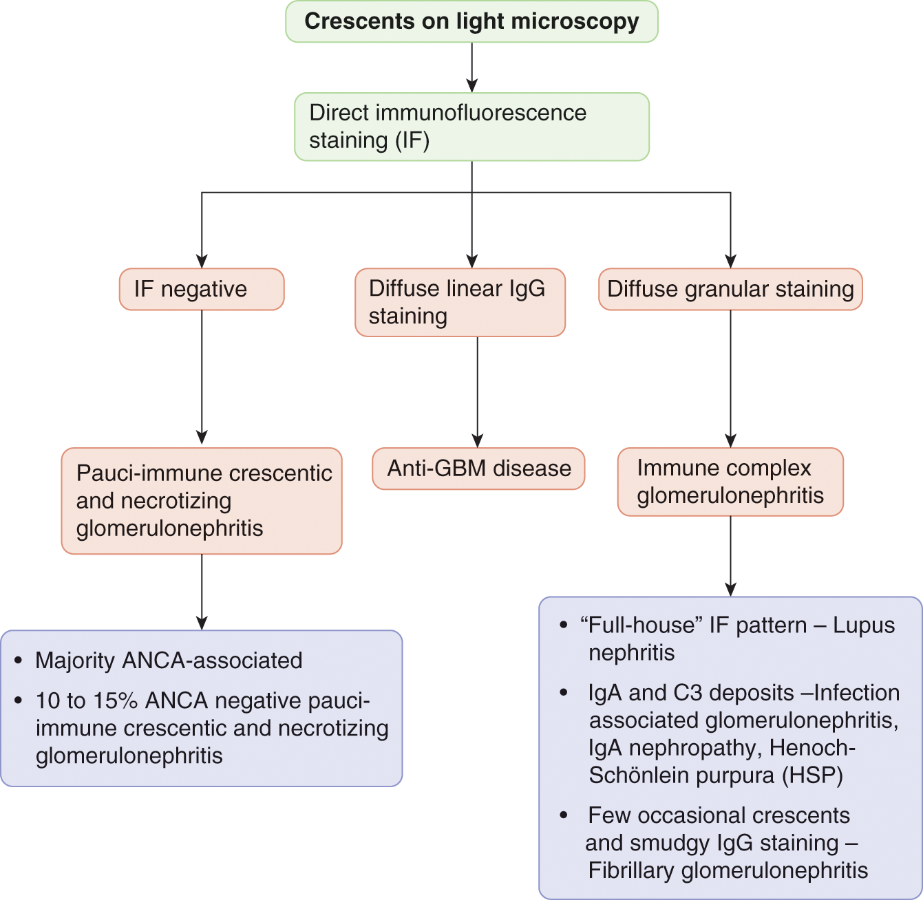 vasculitis pauci-immune