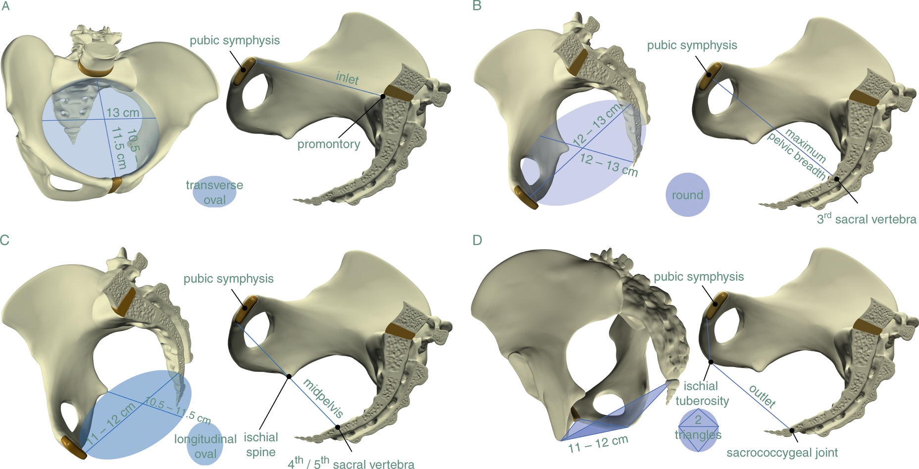 Surgical Exposure and Anatomy of the Female Pelvis - Surgical Clinics, image size:1856x948
