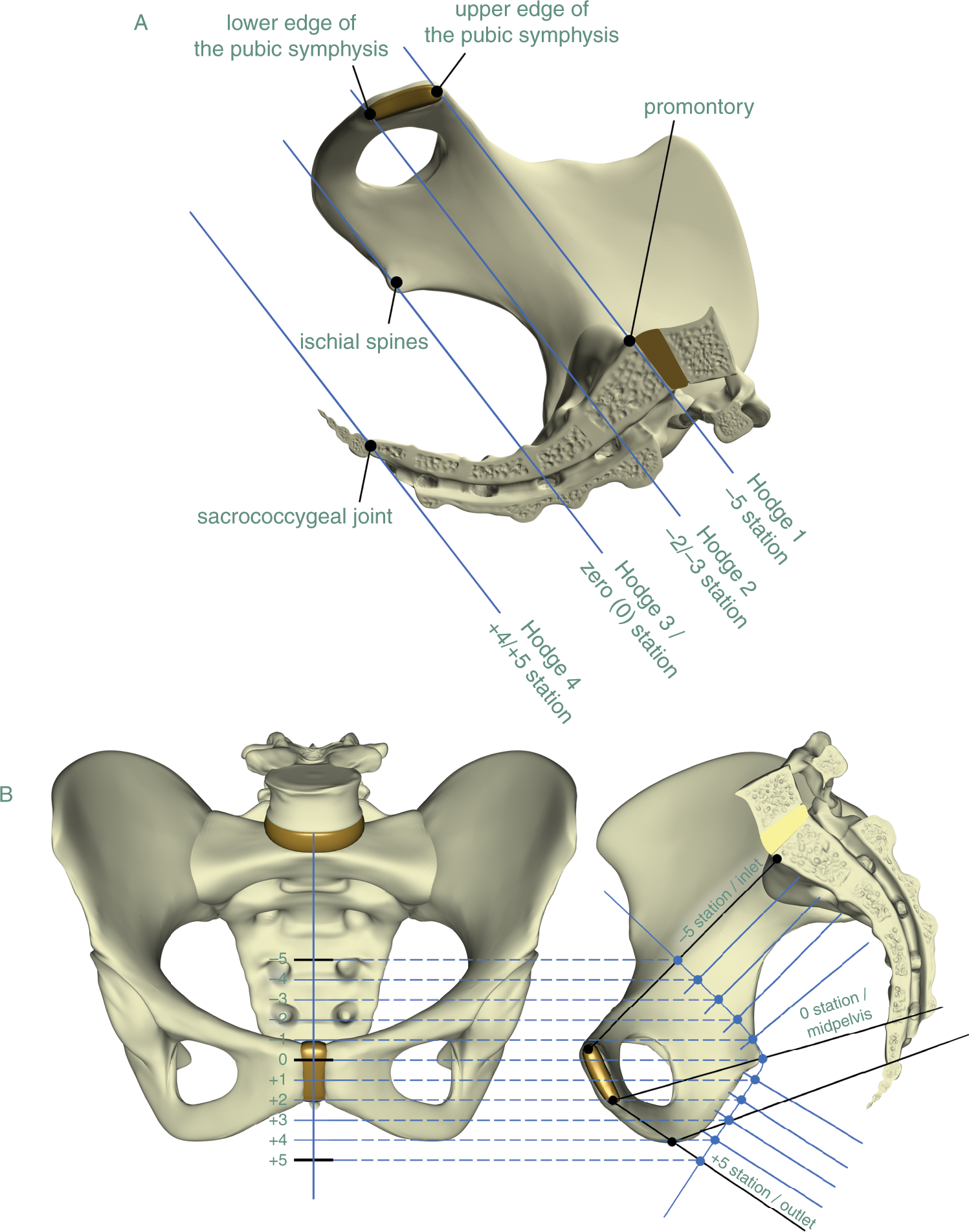 True pelvis (lesser pelvis) | Anatomy.app, image size:1497x1903