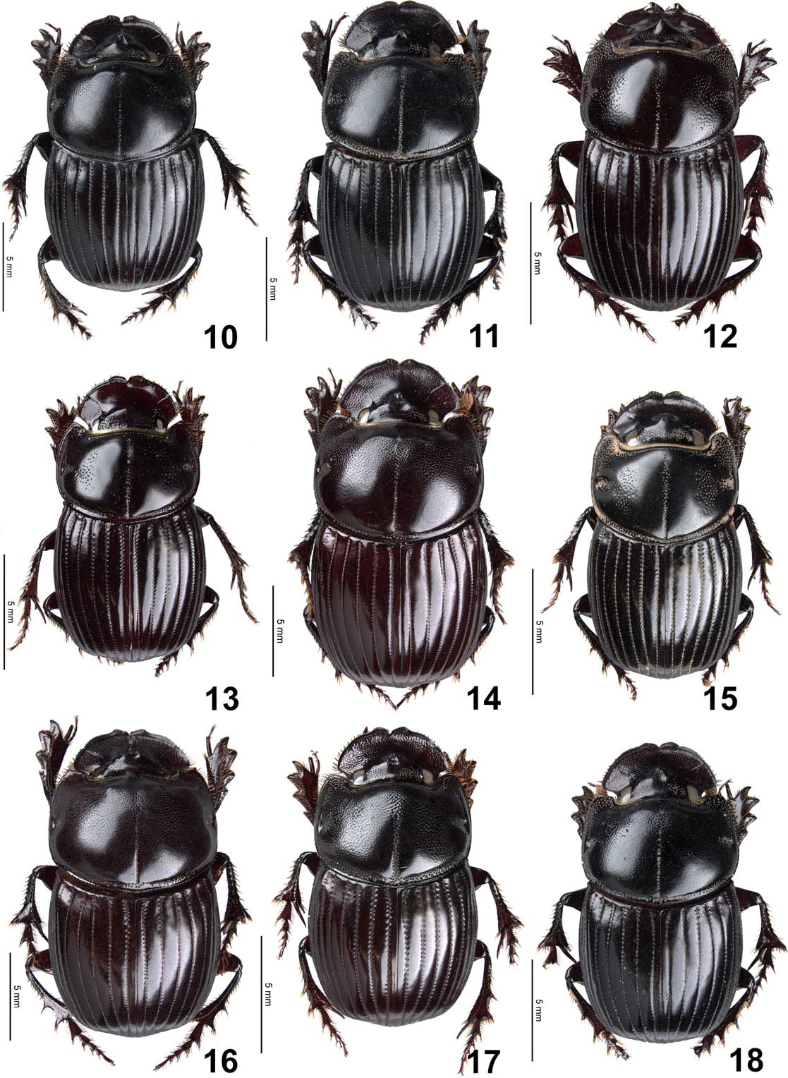 Revision of the taxonomy and distribution of the Neotropical Copris ...