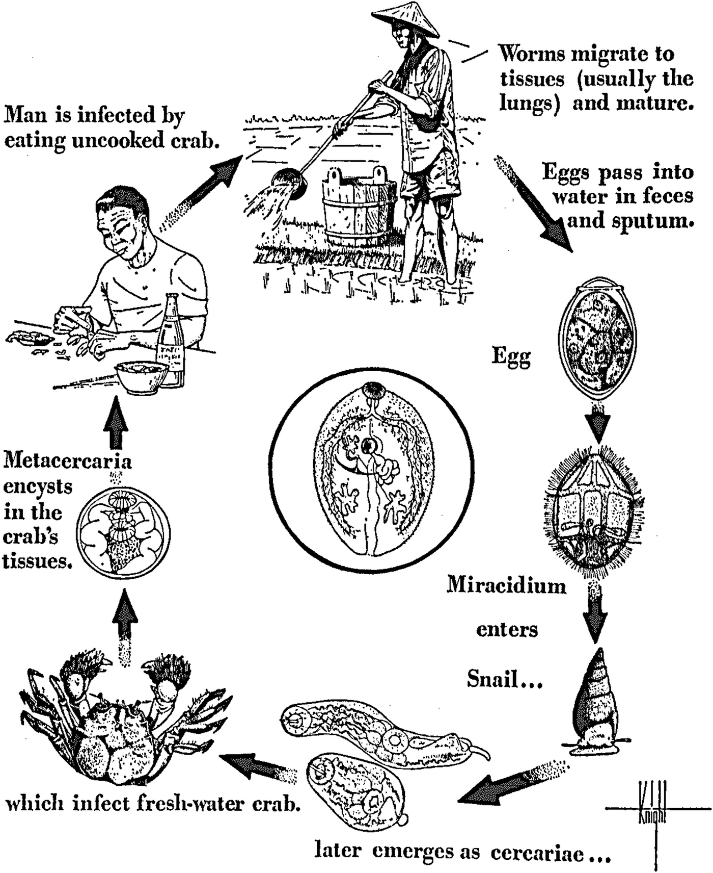 Paragonimus and paragonimiasis in West and Central Africa: unresolved ...