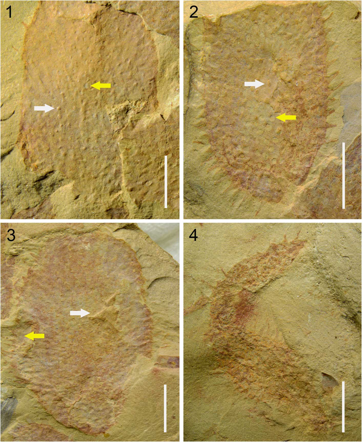 PDF) Gigantic scaphopods (Mollusca) from the Permian Akasaka Limestone,  central Japan