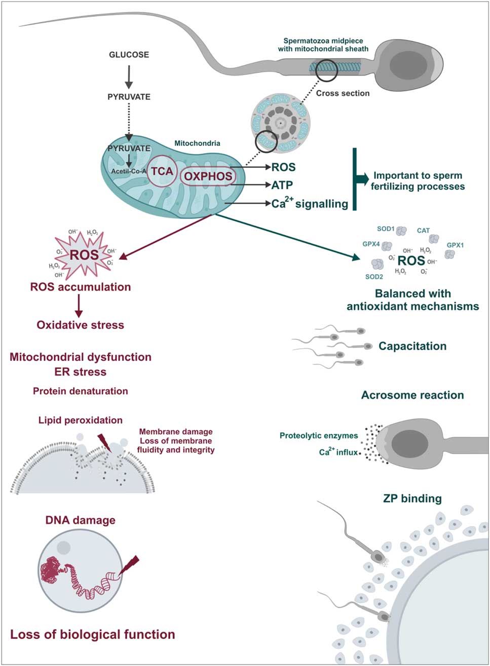 spermatic-mitochondria-role-in-oxidative-homeostasis-sperm-function